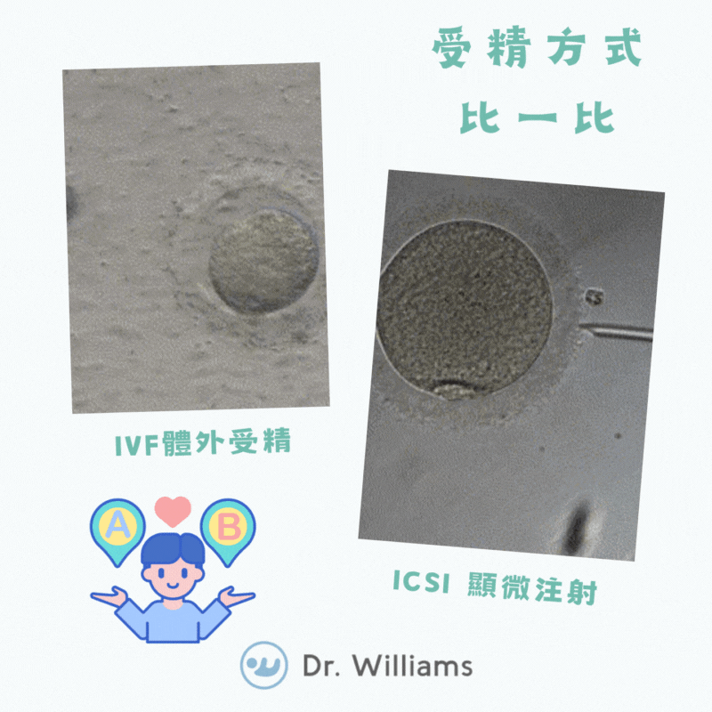 受精方式比一比