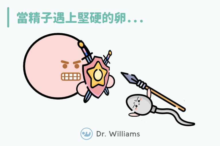 這是矛與盾的問題。到底是精子矛太鈍？還是卵殼盾太堅硬？
