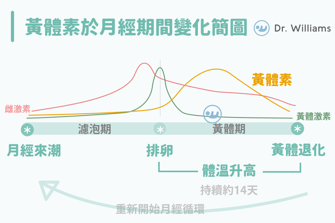 黃體素於月經期間變化簡圖