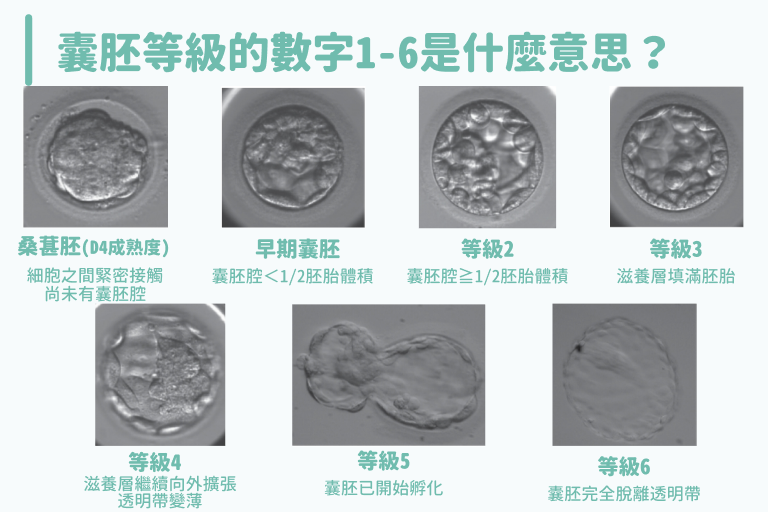 囊胚等級的數字1-6代表什麼?