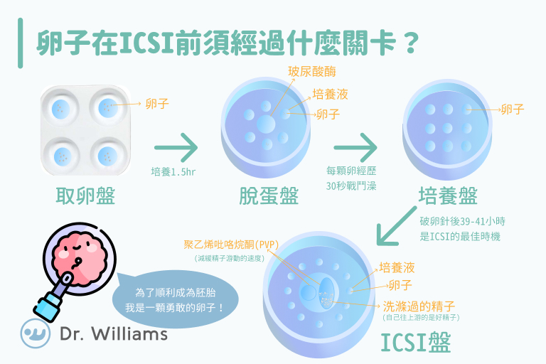 卵子進行ICSI前須經過什麼關卡