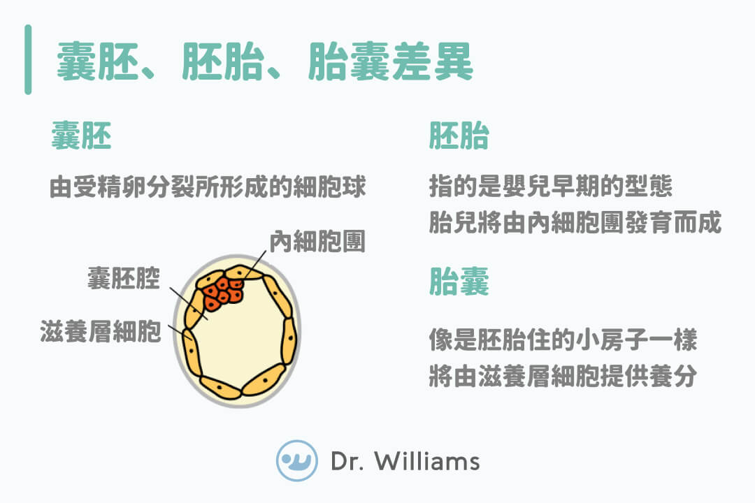 囊胚、胚胎、胎囊差異